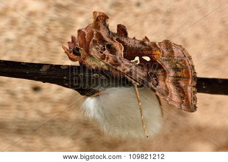 Beautiful golden Y (Autographa pulchrina)