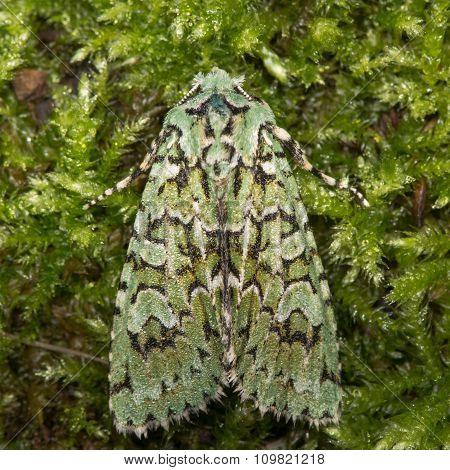 Merveille du jour on moss (Griposia aprilina)