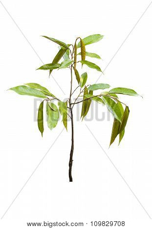 Young Durian Tree Isolated