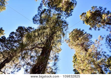 Pine Tree View