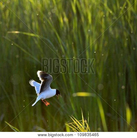 The Little Gull (larus Minutus) In Flight On The Green Grass Background. Front