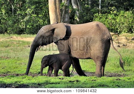 The elephant calf with elephant cow.