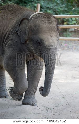 baby elephant