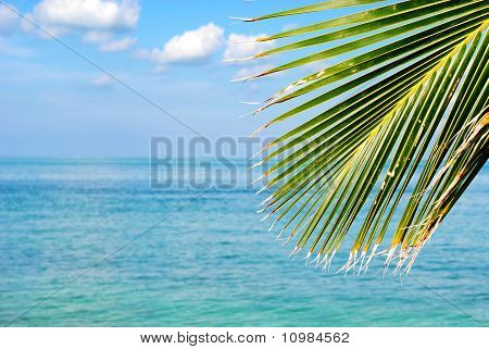 Paraíso tropical