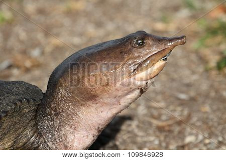 Soft-shelled Turtle
