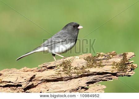 Junco kanto