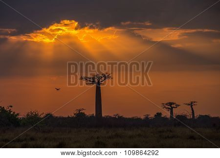 Sunrise Over Avenue Of The Baobabs, Madagascar