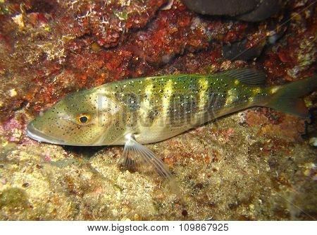 Underwater Shot Of Dentex Dentex - Porgy