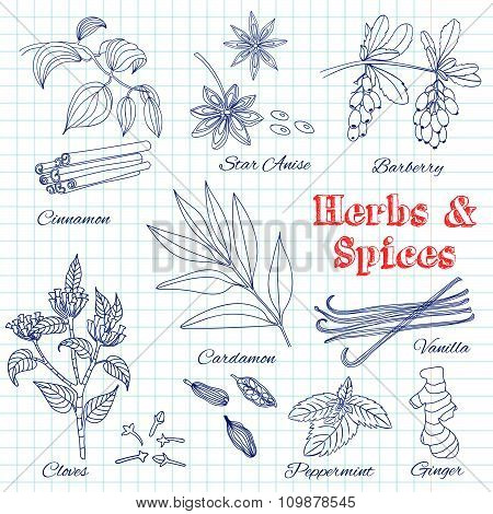 Vector Hand Drawn Set With Dessert Spices.