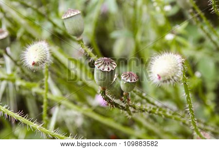 Closed Poppy Buds, Banos De Montemayor, Spain