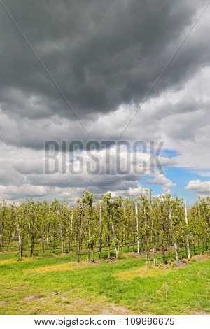 Nursery garden for fruit trees