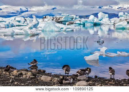 Magnificent summer morning in ocean Ice lagoon with floating ice floes. On coastal edge flock of birds - brents of Branta leucopsis. Summer in Iceland