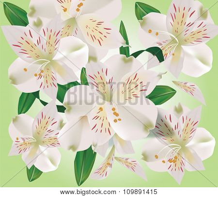 Bouquet of lily flowers