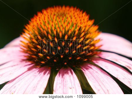 Oranje Spikes