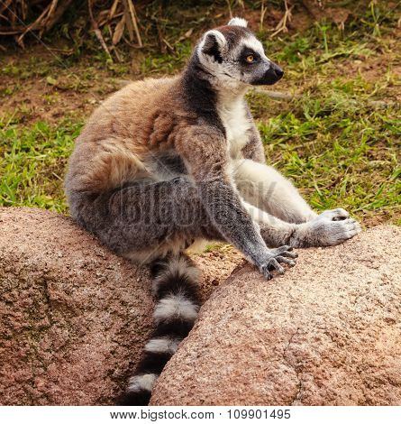 Profile Of A Lemur Of A Madagascar