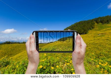 Hand Taking Photo At Tung Bua Tong Mexican Sunflower In Maehongson, Thailand