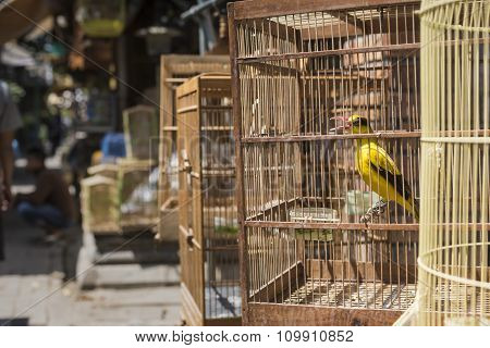 Birds And Parrots At The Pasar Ngasem Market In Yogyakarta, Central Java, Indonesia.