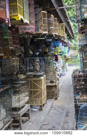 Birds And Parrots At The Pasar Ngasem Market In Yogyakarta, Central Java, Indonesia.