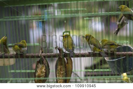 Birds At The Pasar Ngasem Market In Yogyakarta, Central Java, Indonesia.