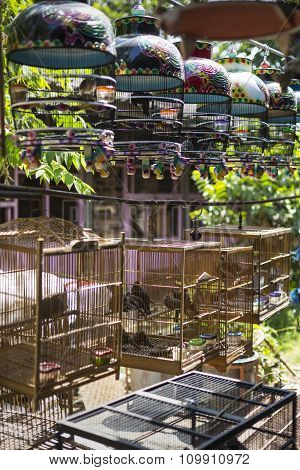 Birds And Parrots At The Pasar Ngasem Market In Yogyakarta, Central Java, Indonesia.