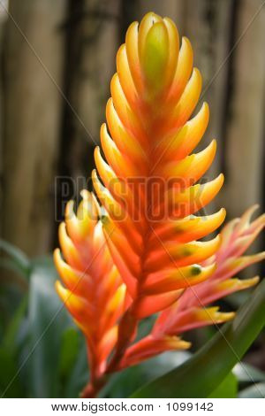 Vriesea blomst