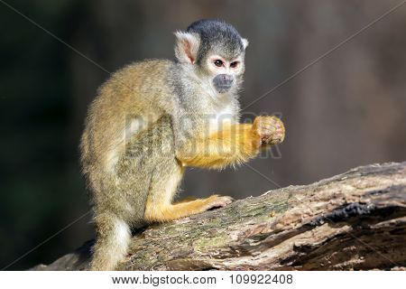 Squirrel Monkey