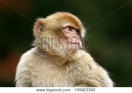 Macaca Sylvanus