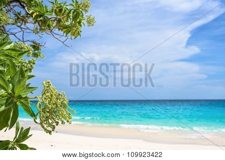 Flower Of Argusia Argentea, Sea As Background