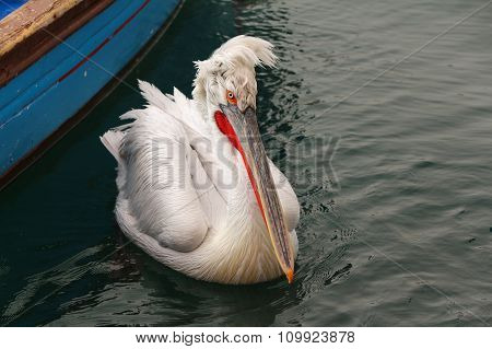 Australian Pelican on water.