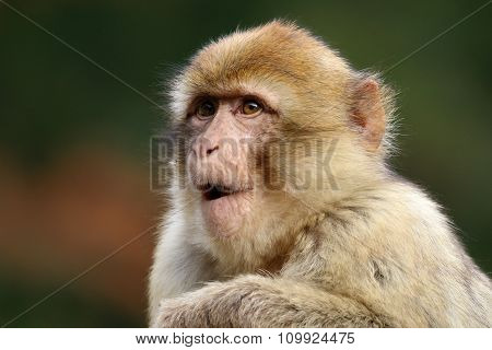 Macaca Sylvanus
