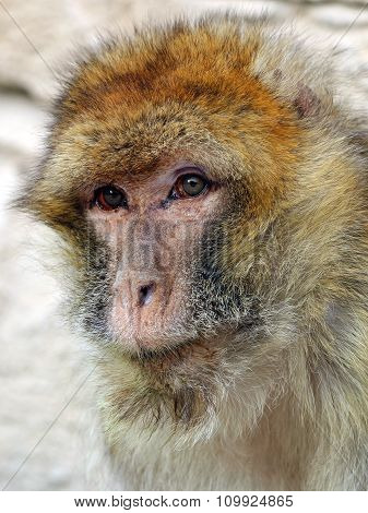 Macaca Sylvanus