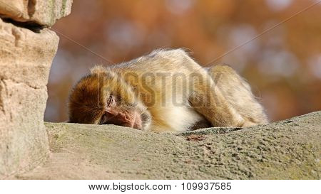 Macaca Sylvanus