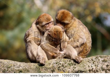 Macaca Sylvanus