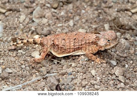 Round-tailed Horned Lizard (phrynosoma Modestum)