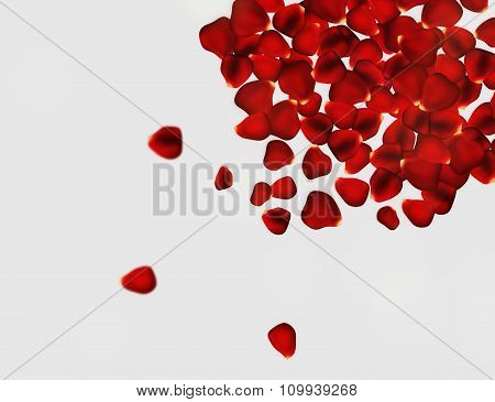 Rose petals background on light gray grey background.