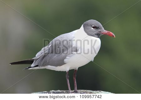 Laughing Gull By The Ocean