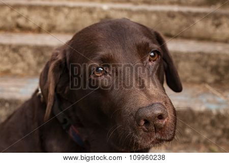 Sad Chocolate Labrador Retriever