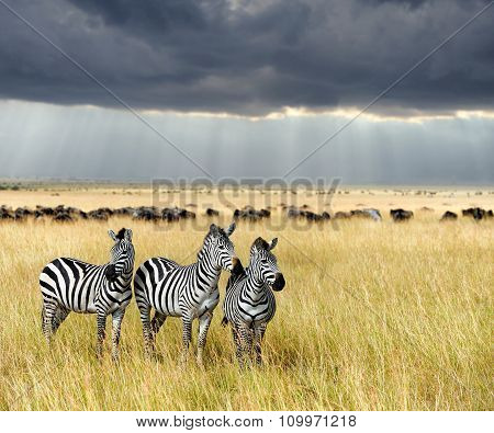 Zebra On Grassland In Africa
