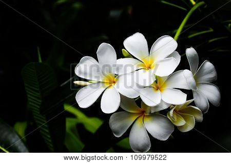 Beautiful Closeup Of Plumeria Or Frangipani Or Temple Tree Or Pagoda Tree Flowers