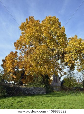 Shagbark Hickory