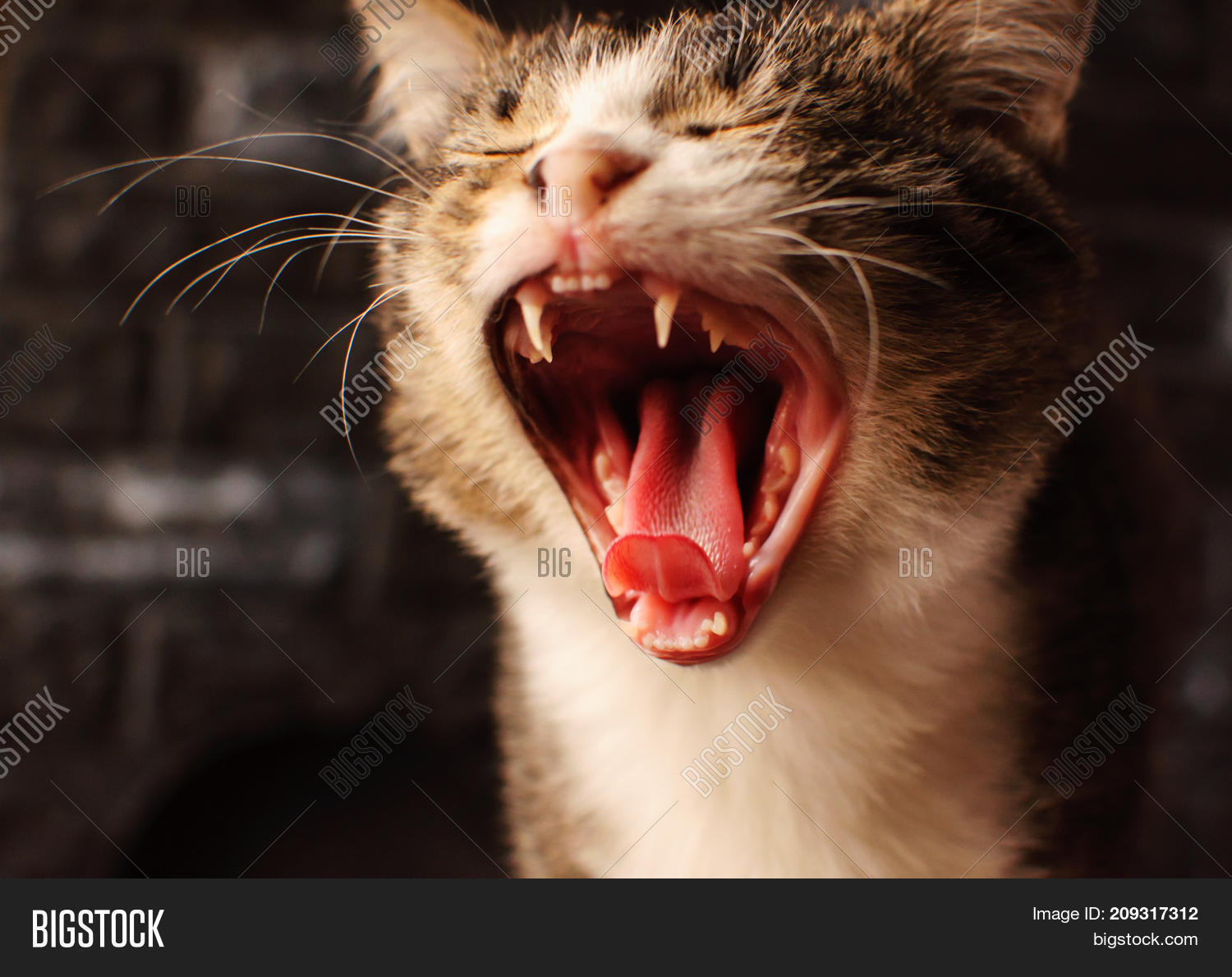 Successful Shot. Cat Image & Photo (Free Trial) Bigstock