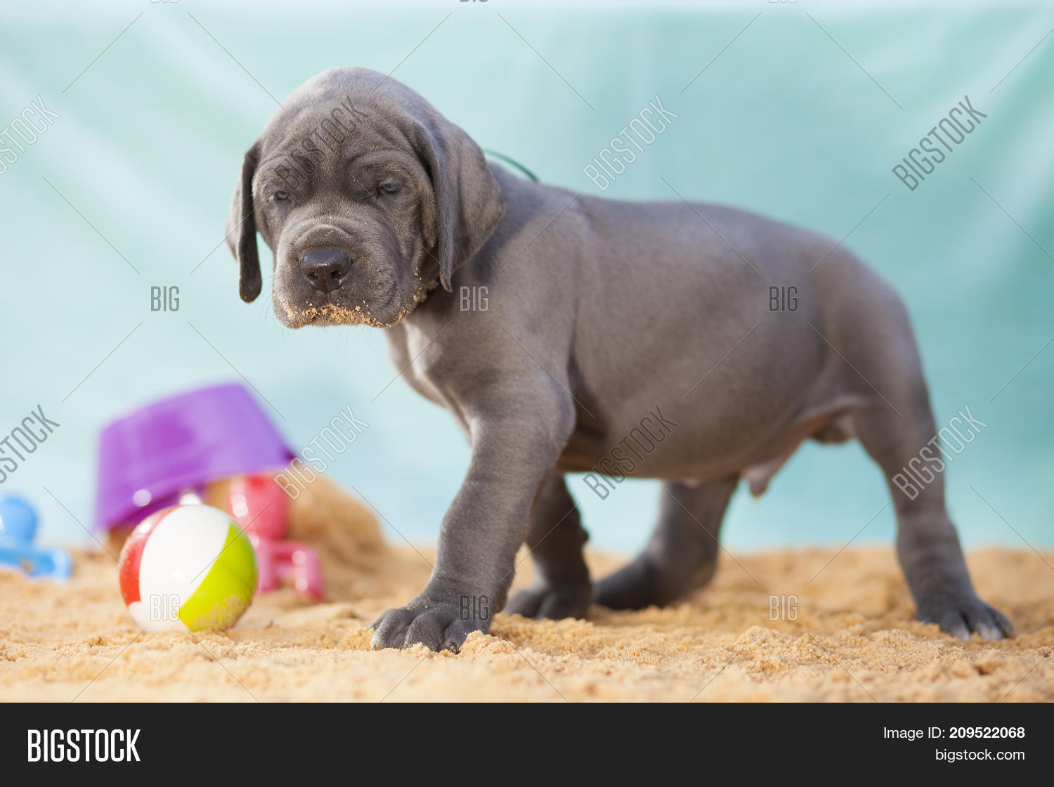 Sand On Mouth Image & Photo (Free Trial) Bigstock