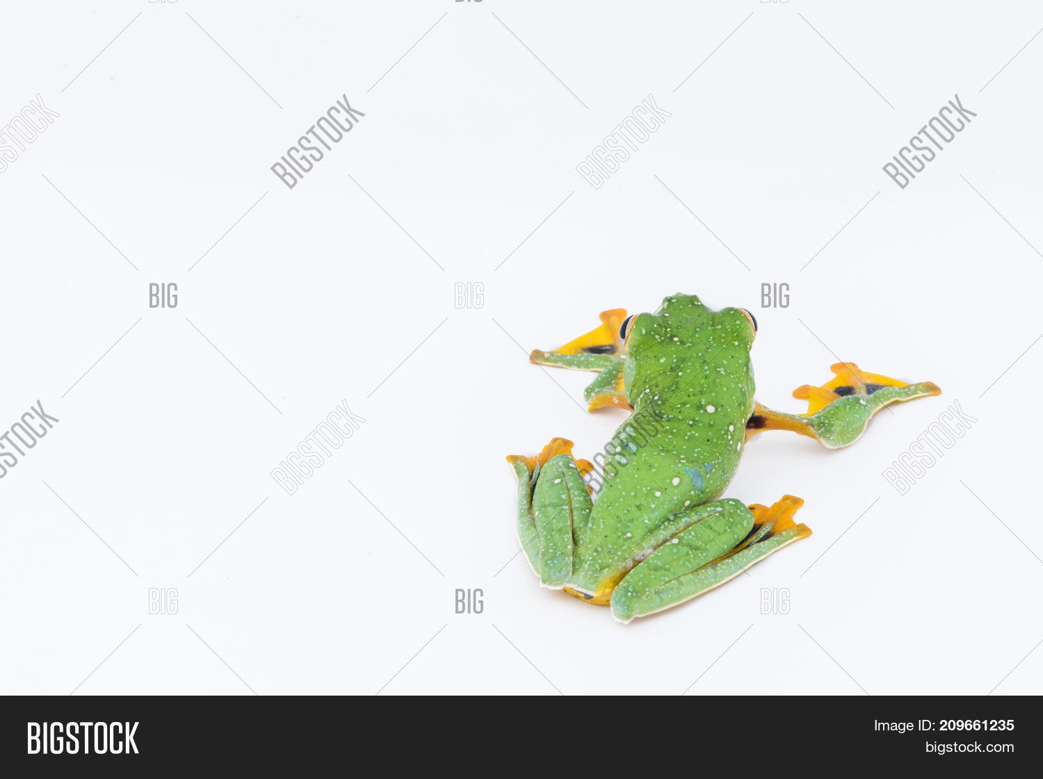 веб жаба. лягушка без фона. веб жаба. жабы мультяшные. жаба на белом фоне.