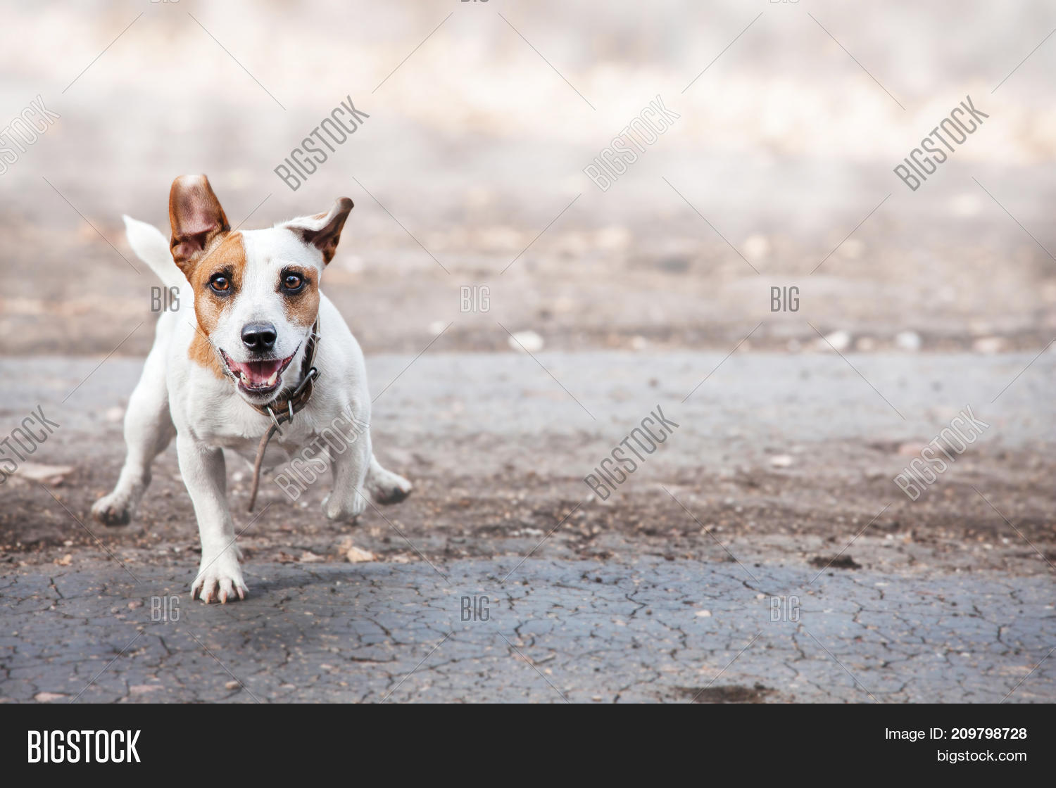 Dog Ran Jump Dog Running. Jumping Image & Photo (Free Trial) | Bigstock