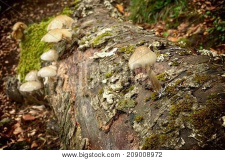 saprophyte Oudemansiella Mucida commonly known as Porcelain Fungus on beech dead in Nebrodi Park, Sicily