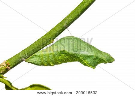 Lime Butterfly (papilio Demoleus) Pupa