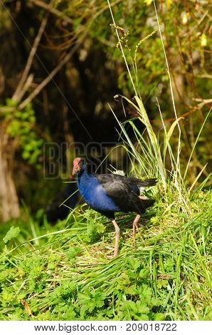 New Zealand Pukeko, a native bird in the wild