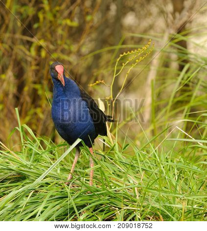 New Zealand Pukeko, a native bird in the wild