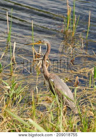 Non-Breeding Tricolored Heron in Florida