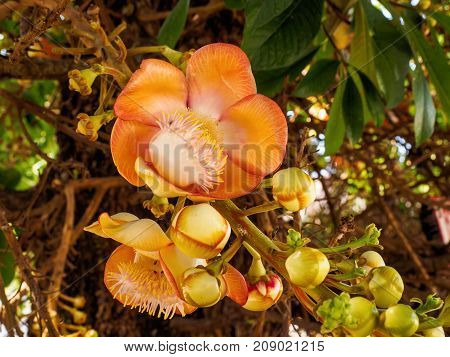 Close up of Sal flower or shal flower or cannon ball flower